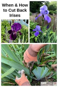 three pictures with purple flowers in them and the words when & how to cut back irises