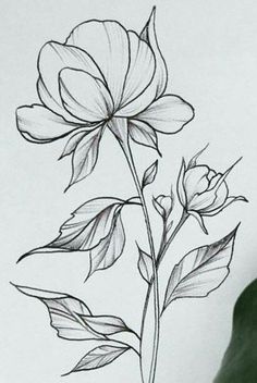 a pencil drawing of a flower with leaves