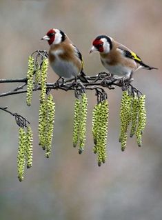 two small birds perched on top of a tree branch