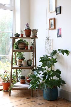 several potted plants are sitting on a shelf in the corner of a room next to a window