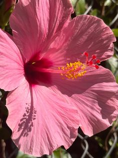 a pink flower with yellow stamen in the center