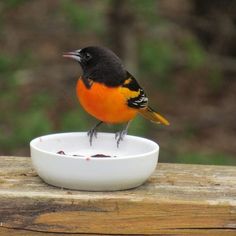 a small orange and black bird sitting on top of a white bowl