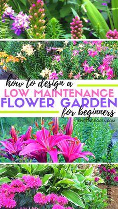 four different types of flowers with the words how to design a low maintenance flower garden for beginners