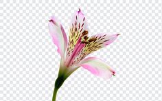 Oriental Lily PNG Flower Portfolio, Flower Clipart Png, Lotus Vector, Graphic Elements, Flower Clipart, Graphic Design Projects, Free Vectors, Graphic Designers, Png Download