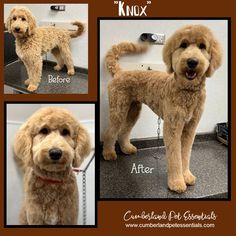 before and after photos of a poodle grooming