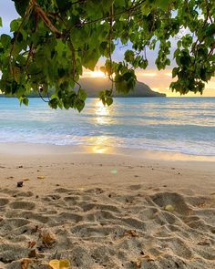 the sun is setting over the ocean and some trees on the beach with leaves in the foreground