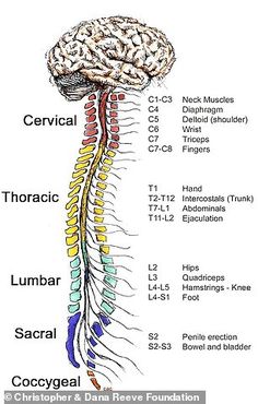 the human nervous system is shown in this diagram, and shows its major functions as well as