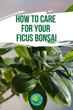 a plant with green leaves and the words how to care for your ficus bonsai