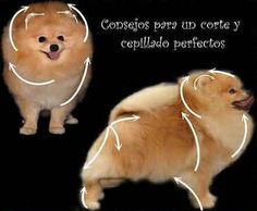 an image of a pomeranian dog with its head turned to the side and his body showing