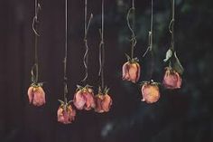 pink flowers hanging from strings in the dark