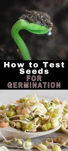 how to test seeds for germination