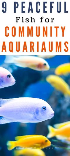 colorful fish swimming in an aquarium with text overlay reading 9 peaceful fish for community aquariums