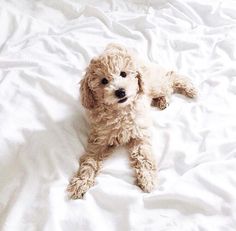 a small dog laying on top of a white bed