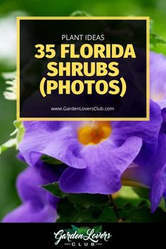 purple flowers with the words 35 florida shrubs photos in yellow and black overlays