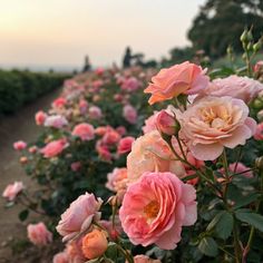 pink roses are blooming in the garden