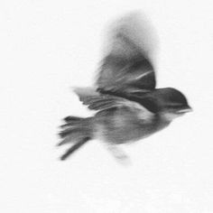 a blurry photo of a bird flying in the sky with it's wings spread