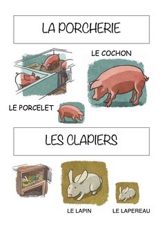 the different types of animals in french