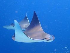 a manta ray swims through the blue water