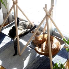 two cats are laying on the floor next to each other in front of a window