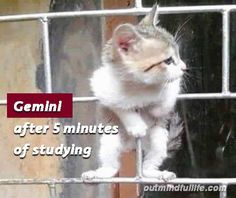 a small kitten standing on top of a metal fence with the caption gemli after 5 minutes of studying