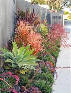 an assortment of colorful plants in front of a wall