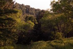 the sun shines through the trees and grass in this forest area with tall grasses