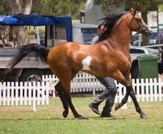 a man is leading a brown horse across the grass