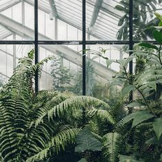 the inside of a greenhouse filled with lots of green plants and tall, thin windows