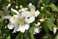 white flowers with green leaves in the background