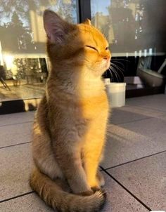 an orange cat sitting on the ground with its eyes closed and it's head turned to the side