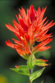 a red flower with green leaves in the foreground