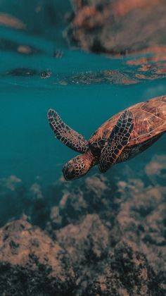 a turtle swimming in the ocean with its head above water