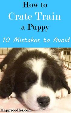 how to crate train a puppy 10 mistakes to avoid Click Training Puppy, Safe Puppy Treats, Best Way To Train A Puppy, Puppy Training Hacks, Maltipoo Puppy Training, Tips For Training A Puppy, Best Puppy Toys To Keep Them Busy, Create Training Puppies