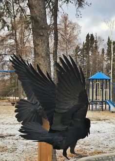 a large black bird sitting on top of a wooden post next to a playground area