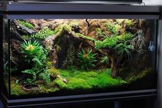 an aquarium with plants and rocks in it