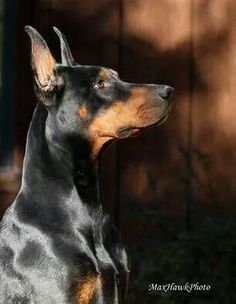 a black and brown dog standing in front of a wooden fence with his head turned to the side