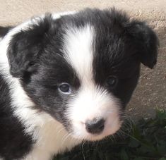 a black and white puppy is standing in the grass