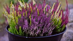 purple and green plants in a black pot