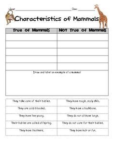 the characteristics of mammals worksheet