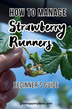 a hand holding a plant with the words how to manage strawberry runners