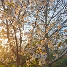 flowers, spring, aesthetic, cute, Spring Breeze Aesthetic, Flower Forest Aesthetic, Cozy Spring Aesthetic, Summer Season Aesthetic, Early Spring Aesthetic, Spring Aesthetic Nature, Spring Season Aesthetic, Blossom Aesthetic, Spring Cozy