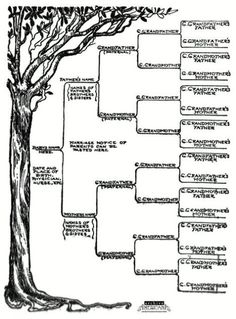 the family tree is shown in this black and white drawing, which includes several branches