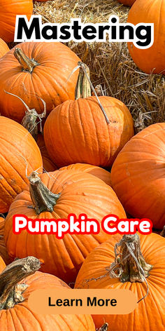 pumpkins with the words, mastering pumpkin care learn more on it's cover