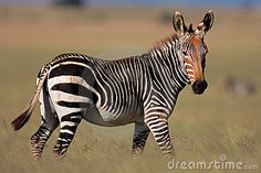 a zebra is standing in the tall grass