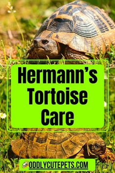 a tortoise sitting in the grass with text overlay that reads herman's tortoise care