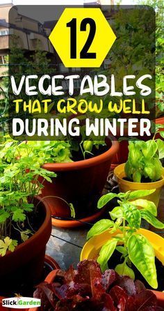 several potted plants with the words 12 vegetables that grow well during winter