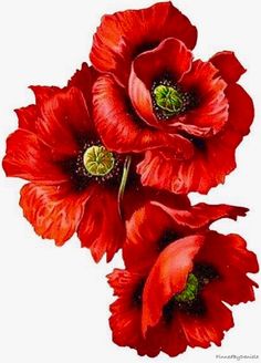 two red flowers with green centers on a white background, one is large and the other is small