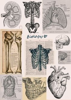 aesthetic Heart Biology Aesthetic, Biology Sketches Drawings, Biology Binder Cover Aesthetic, Biology Art Wallpaper, Anatomy And Physiology Binder Cover, Biology Sketchbook, Biology Room Decor, Biology Art Draw Ideas, Natural Forms Mind Map