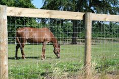 a brown horse eating grass behind a fence