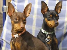 two small dogs sitting next to each other on a blue and white chair with plaid fabric behind them